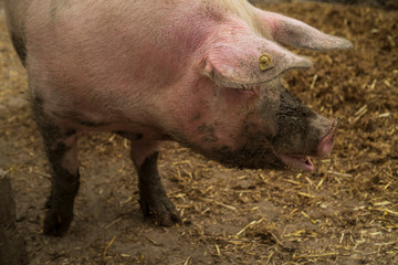 baby schweine ferkel auf bio landwirtschaftlichen hof frei spielen