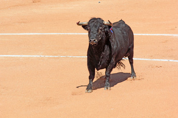 taureau de combat