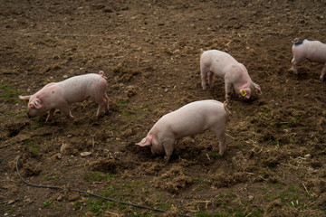 baby schweine ferkel auf bio landwirtschaftlichen hof frei spielen