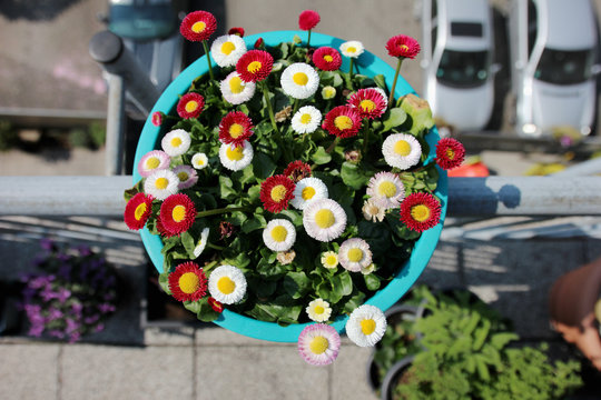 Daisys (Bellis perennis) in plant pot from above on a balcony close up view on blossoms
