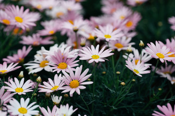 Fototapeta premium Asteraceae Chrysanthemum flowers wood outdoor blooming pink，Argyranthrmum frutescens