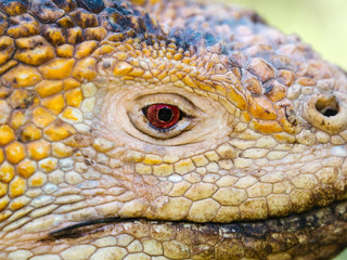 Naklejka premium Galapagos land iguana