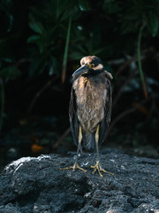 Lava Heron bird