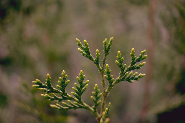 close up of  green plant