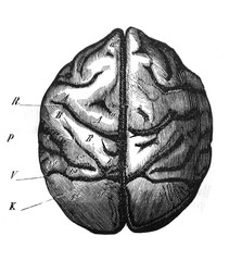 Brain of the monkey in the old book The Human, by K. Fogt, 1866, St. Petersburg