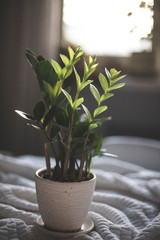 Green plants on the table