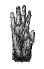 The chimpanzee hand in the old book The Human, by K. Fogt, 1866, St. Petersburg