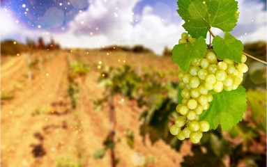 Vineyard.