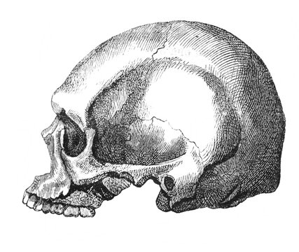 View of human skull, from a side  in the old book The Human, by K. Fogt, 1866, St. Petersburg