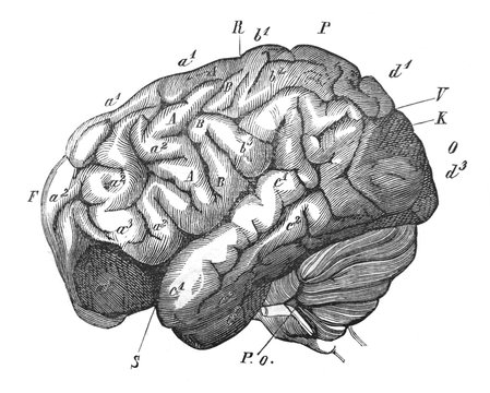 Orangutan brain in the old book The Human, by K. Fogt, 1866, St. Petersburg