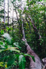 Fototapeta premium trees in the Burleigh Headland