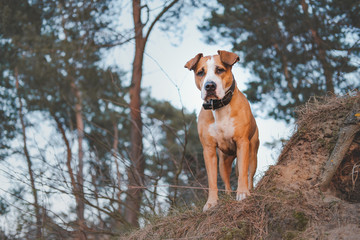 Hero shot of a staffordshire terrier mutt in the nature. Active pets, hiking with dogs: beautiful...