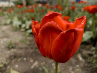 red and yellow tulips