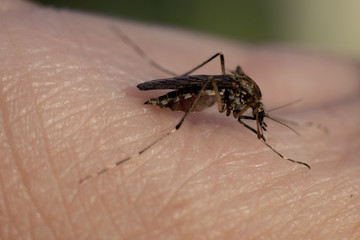 Close-up of blood-sucking mosquitoes, peddler of malaria, parasitic insect.