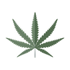 Cannabis leaf isolated on white vector illustration