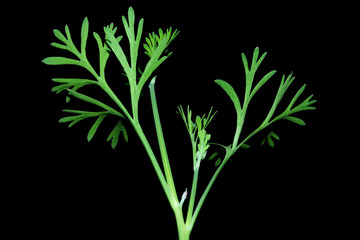 escholzia twigs close-up on a black background