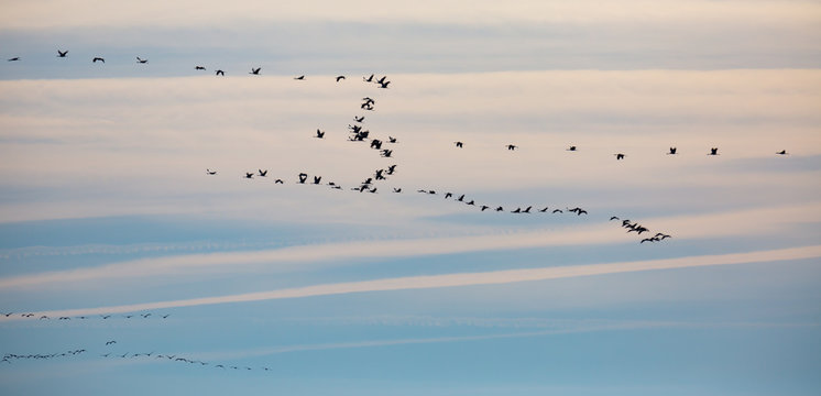 Flock of cranes flying