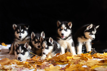 
Six Siberian Husky puppies are sitting on a black background with yellow foliage. Litter of black and white husky puppies.