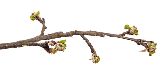 Apple tree branch on an isolated white background. Fruit tree sprout with leaves isolate.