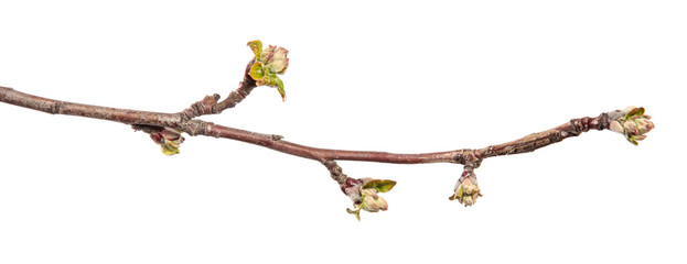 Apple tree branch on an isolated white background. Fruit tree sprout with leaves isolate. - 340893199