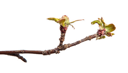 Apple tree branch on an isolated white background. Fruit tree sprout with leaves isolate.