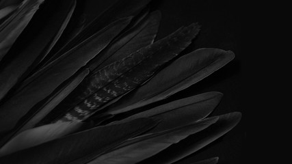 Black wing detail, abstract dark background. Feathers texture for design
