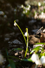 Leucojum in the nature, Giant Mountains