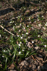 Leucojum in the nature, Giant Mountains