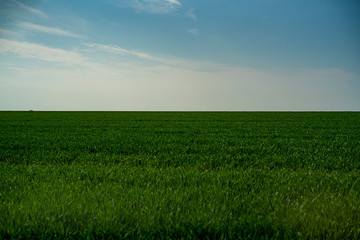 Obraz premium wide green grass meadow under blue sky