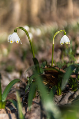 Leucojum in the nature, Giant Mountains