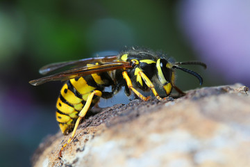dangerous and  poisonous Vespula germanica German wasp