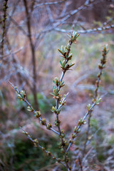 branch of a willow