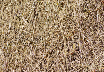 Hay bale stack grain crop in a field great farming agriculture background image