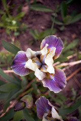 Naklejka premium purple iris flower