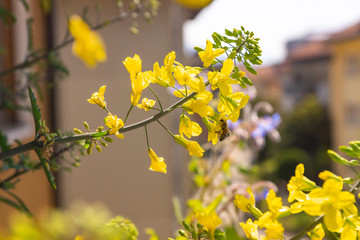 Bee gathering nectar and pollen on the yellow flowers of blossoming Kale Cottagers, pollinator-friendly plant growing in a pot on a balcony as a part of family urban gardening project on a spring day.