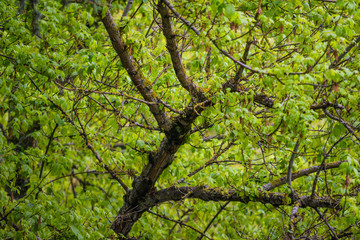 Ramas del árbol 