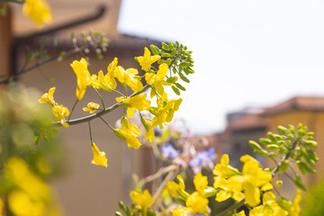 Close-up of open yellow flowers of blossoming Kale Cottagers, pollinator-friendly plant growing in a container on a balcony as a part of family urban gardening project on a spring day.