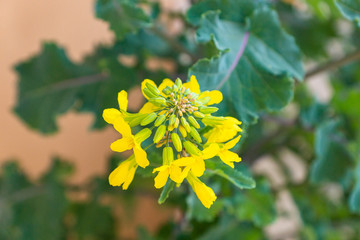 Close-up of open yellow flowers of blossoming Kale Cottagers, pollinator-friendly plant growing in a container on a balcony as a part of family urban gardening project on a spring day.