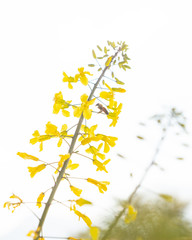 Bee gathering nectar and pollen on the yellow flowers of blossoming Kale Cottagers, pollinator-friendly plant growing in a pot on a balcony as a part of family urban gardening project on a spring day.
