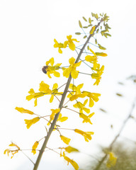 Bee gathering nectar and pollen on the yellow flowers of blossoming Kale Cottagers, pollinator-friendly plant growing in a pot on a balcony as a part of family urban gardening project on a spring day.