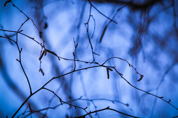 Fototapeta na wymiar branches against the sky