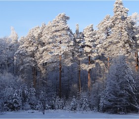 snow covered trees in winter