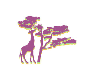 Wild giraffe reaching with long neck to eat from tall tree