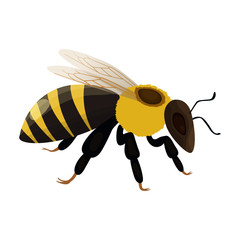 Honey bee vector icon.Cartoon vector icon isolated on white background honey bee.