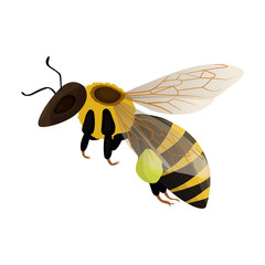 Honey bee vector icon.Cartoon vector icon isolated on white background honey bee.