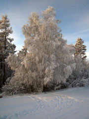 trees in winter
