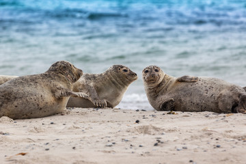 Fototapeta premium Helgoland, Dune Island, Halichoerus grypus - three seals lying on a beautiful clear sandy beach and looking. In the background beautiful blue sea