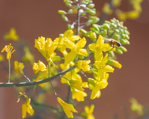 Bee gathering nectar and pollen on the yellow flowers of blossoming Kale Cottagers, pollinator-friendly plant growing in a pot on a balcony as a part of family urban gardening project on a spring day.
