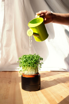 Unrecognizable Person Pours Microgreens In Ceramic Pot From Green Watering. Green Living Concept. Organic Food. Greenery On Wooden Windowsill.