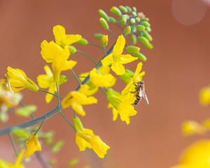 Bee gathering nectar and pollen on the yellow flowers of blossoming Kale Cottagers, pollinator-friendly plant growing in a pot on a balcony as a part of family urban gardening project on a spring day.